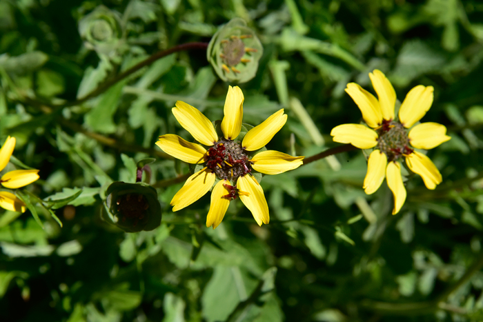 Lyreleaf Greeneyes is also called Chocolate Daisy or Chocolate Flower because of the fragrant chocolate smell of the flowers. Berlandiera lyrata 